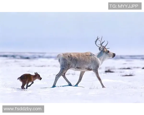 雄鹿的生态习性与保护现状：探索北美森林中的草食性巨兽